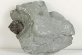 Enrolled Flexicalymene Trilobite In Shale - Mt. Orab, Ohio - #201082-2